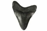 3.02" Fossil Megalodon Tooth - South Carolina - #130757-1